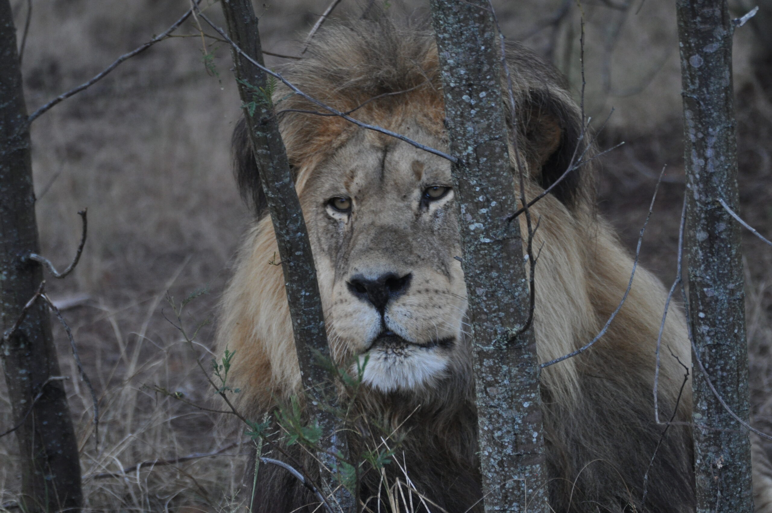 Fairways & Safaris: South Africa 2022