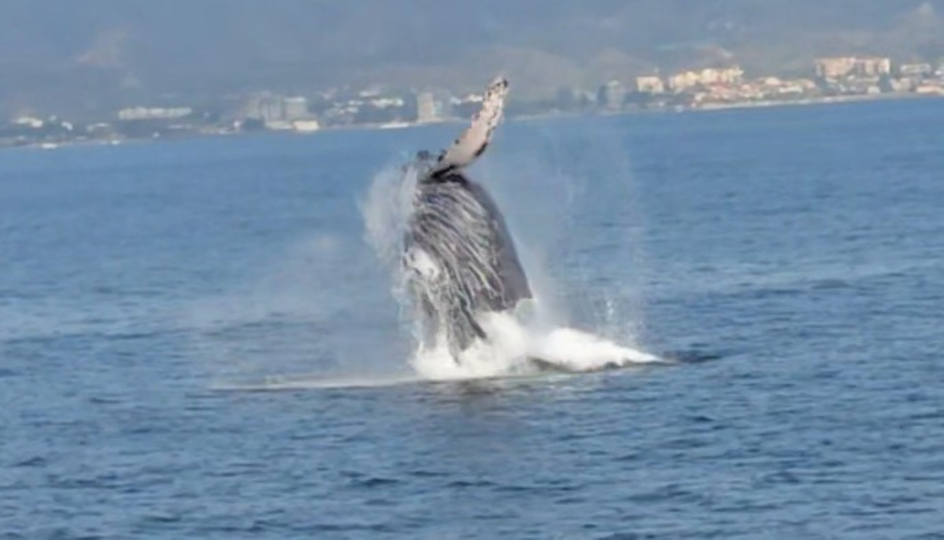 The Whales of the Bay of Banderas
